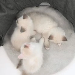 Le moins cher 🔔 VESPER Tunnel - Gris - Pour chat 🤩 -Promos Chat Boutique 0022517419960 6