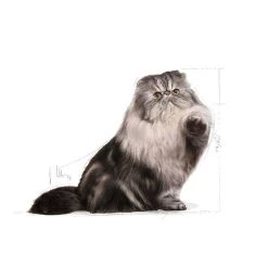 Meilleure vente 🧨 Croquettes Chat Royal Canin Persian 30 : 4 kg 👍 -Promos Chat Boutique 3182550704533 3