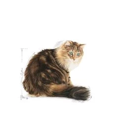 Grosses soldes 🔔 Croquettes Chat Royal Canin Ageing 12 + : 2 kg 🎁 -Promos Chat Boutique 3182550786218 4