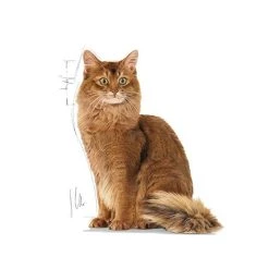 Meilleure vente 😀 Croquettes Chat Royal Canin Light Weight Care : 3 kg 😍 -Promos Chat Boutique 3182550903929 4