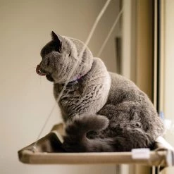 Offres 🌟 SHOP-STORY - CAT BED : Hamac de Fenêtre pour Chat ⭐ -Promos Chat Boutique 3683080518411 3