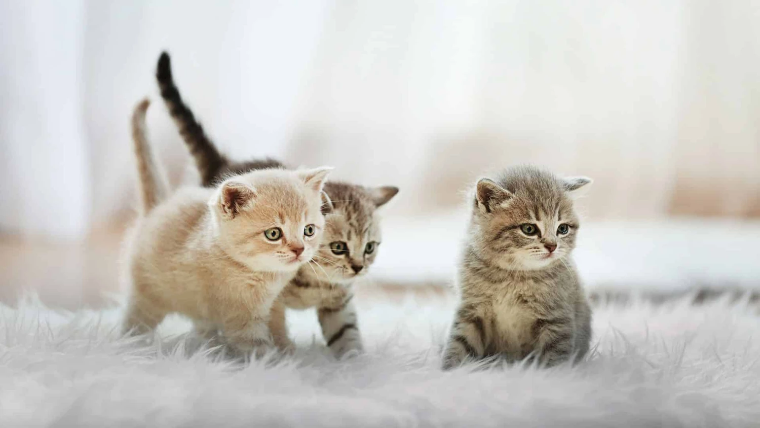 Promos Chat Boutique -Promos Chat Boutique 4567